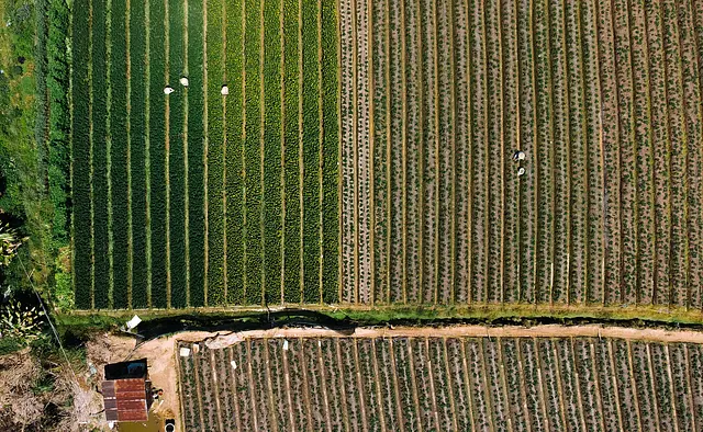 MANEJO Y MANTENIMIENTO DE EQUIPOS DE SIEMBRA Y PLANTACIÓN