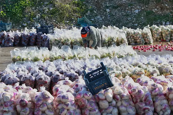 Manipulador de alimentos. Sector Conservas, precocinados y cocinados
