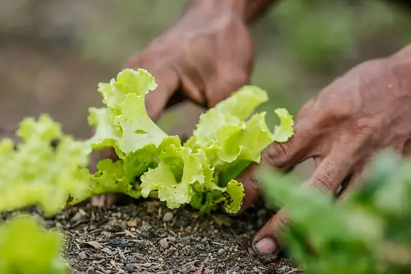 Listeriosis y otras enfermedades de transmisión alimentarias